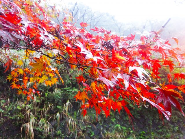 今年の秋は、湯河原町へ紅葉狩りに行きませんか (´∀｀)？