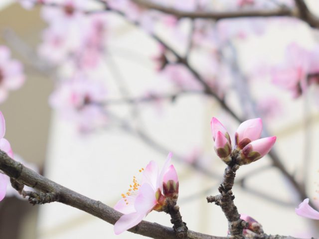 ＼🌸アーモンドの花🌸／