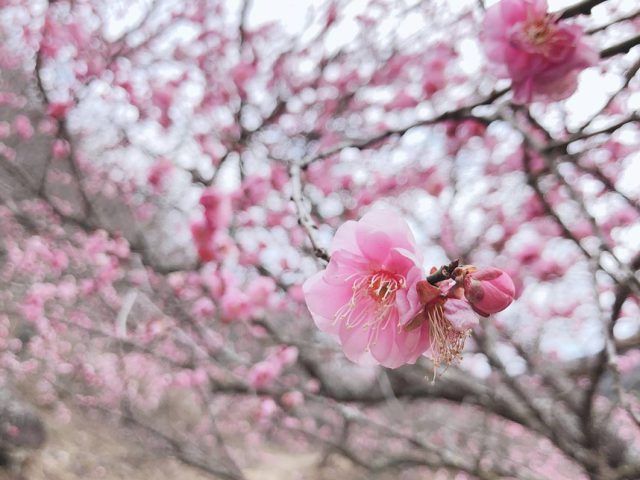 ＼観光情報🌼湯河原 梅の宴／